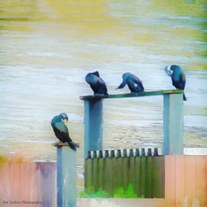 Cormorants at the River