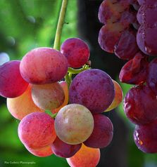Grapes from San Cataldo